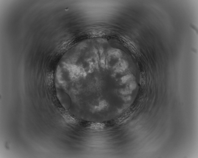 X0000096490369200802211243