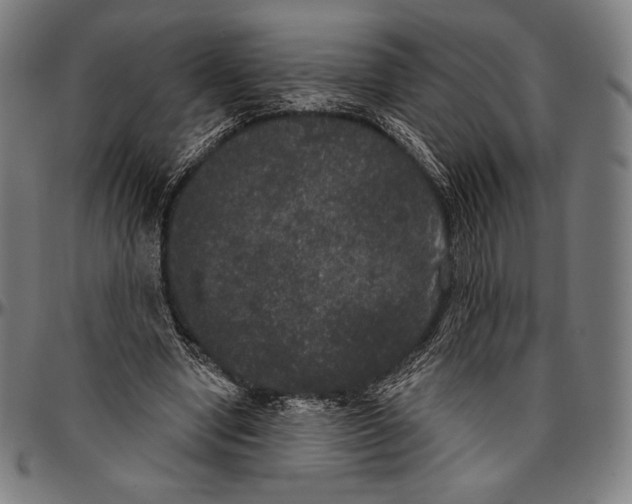 X0000096490442200802211241