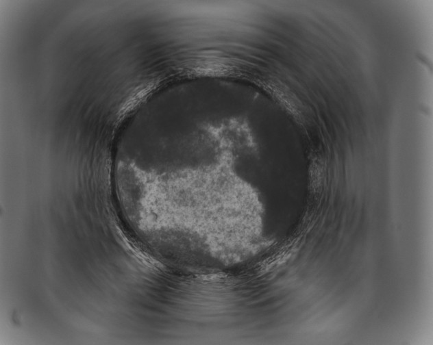 X0000096490446200802211241