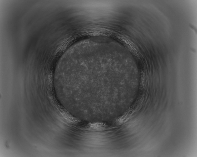 X0000096490461200802211242