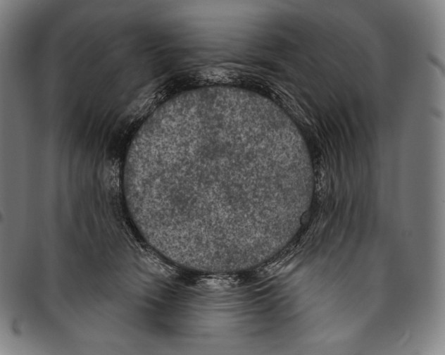 X0000096490466200802211242