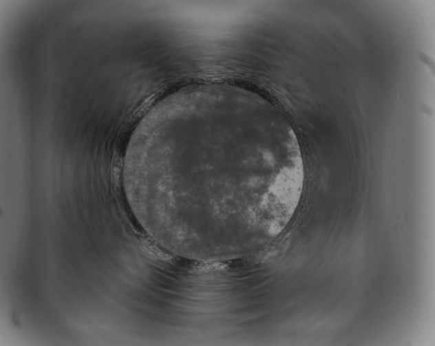 X0000096490576200802211240