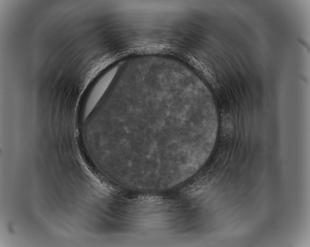 X0000096490582200802211240