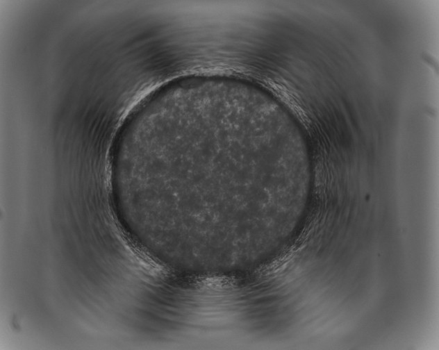 X0000096490584200802211240