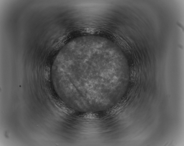 X0000096490656200802211239