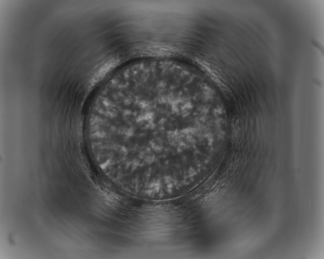 X0000096490679200802211238