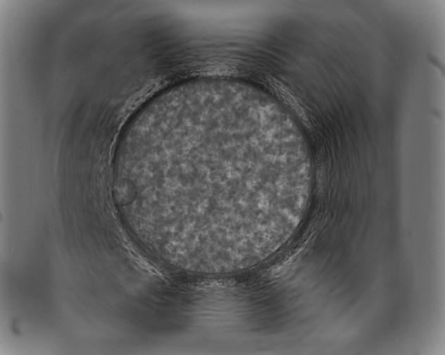 X0000096490721200802211237