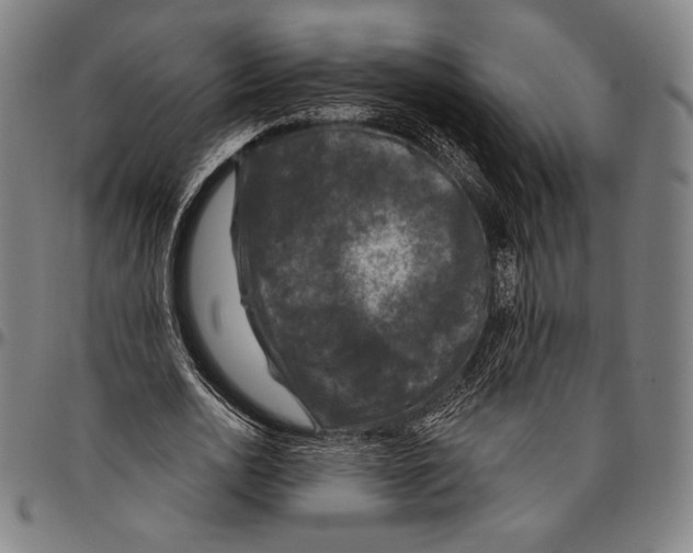 X0000096490726200802211237