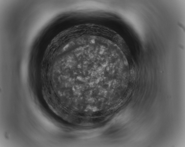 X0000096490765200802211237