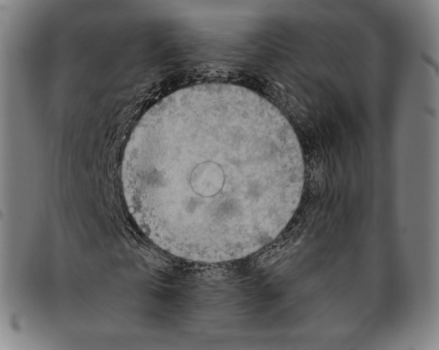 X0000096490769200802211237