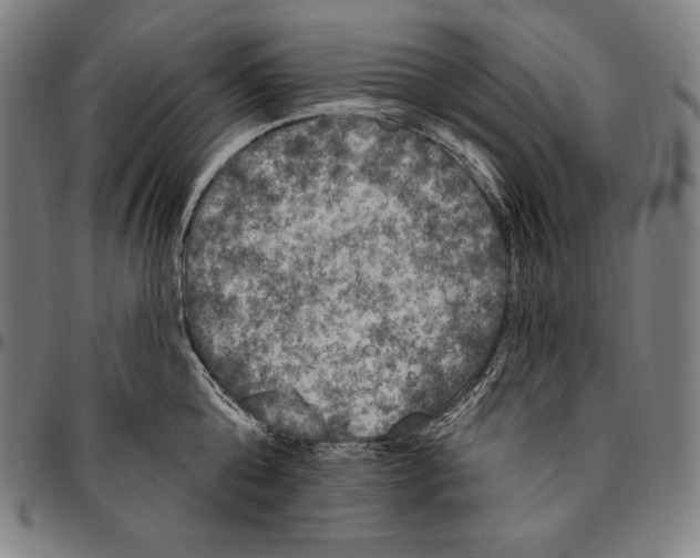 X0000096490808200802211236