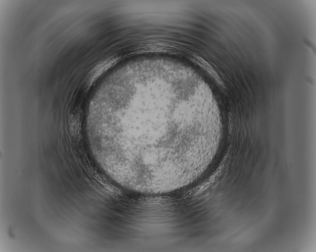 X0000096490826200802211235