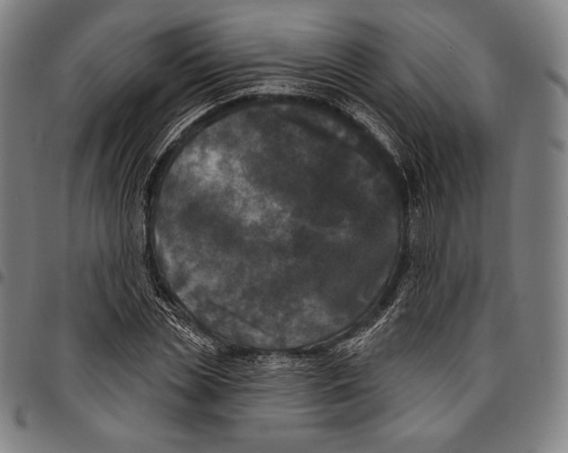 X0000096490829200802211235