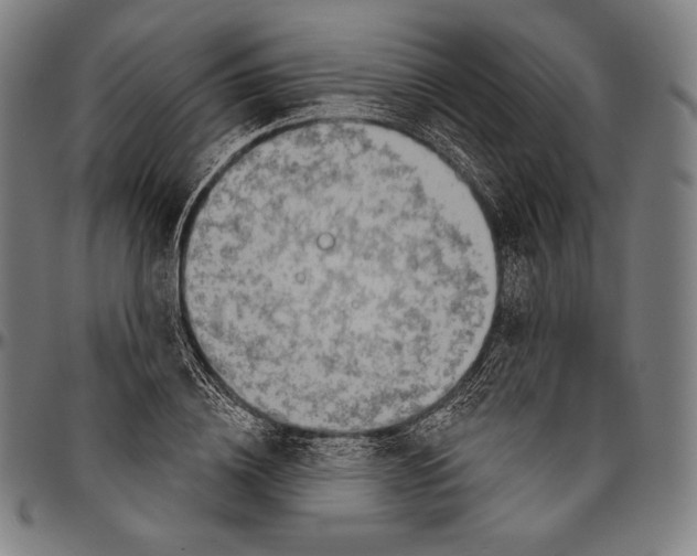 X0000096490836200802211236