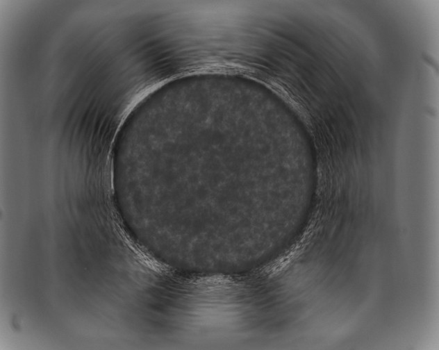 X0000096490838200802211236