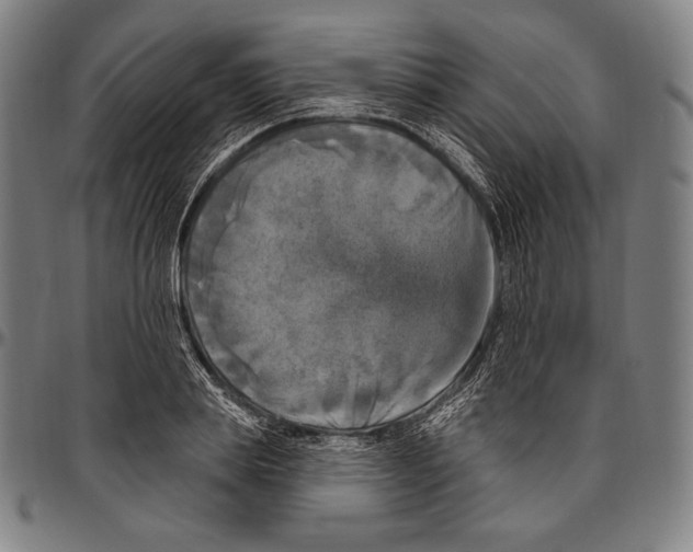 X0000096490839200802211236