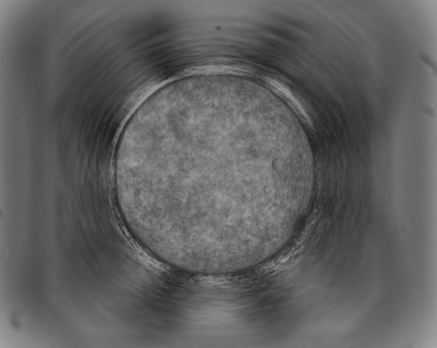 X0000096490852200802211236