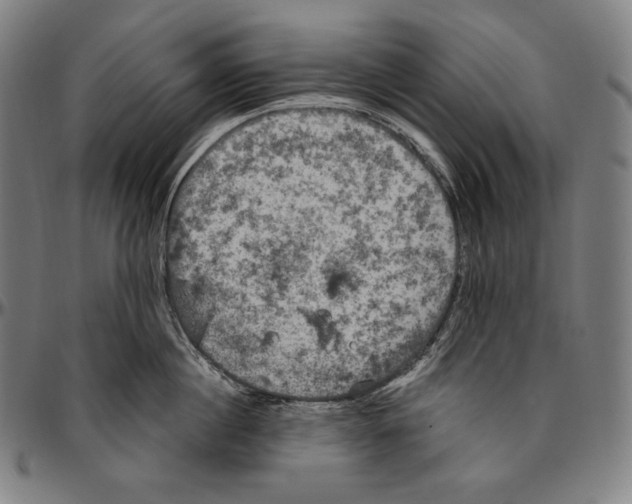 X0000096490860200802211236