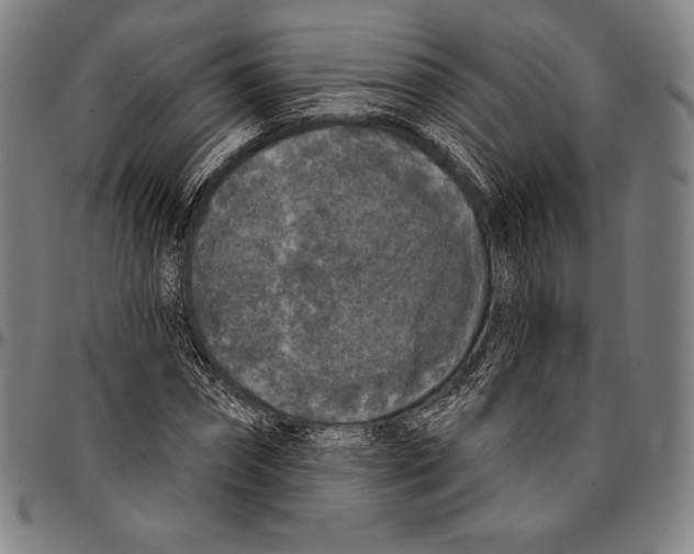 X0000096490874200802211235