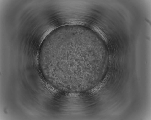 X0000096490875200802211235