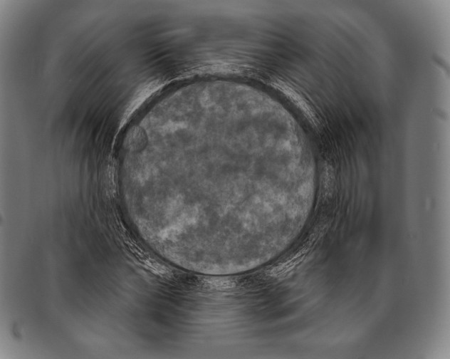 X0000096490878200802211235