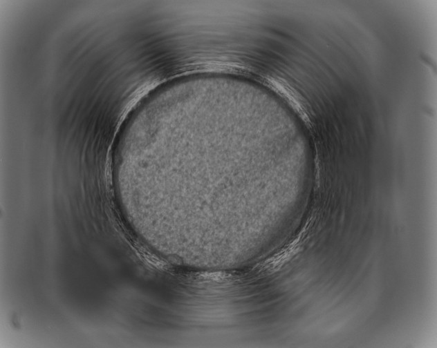 X0000096490883200802211235