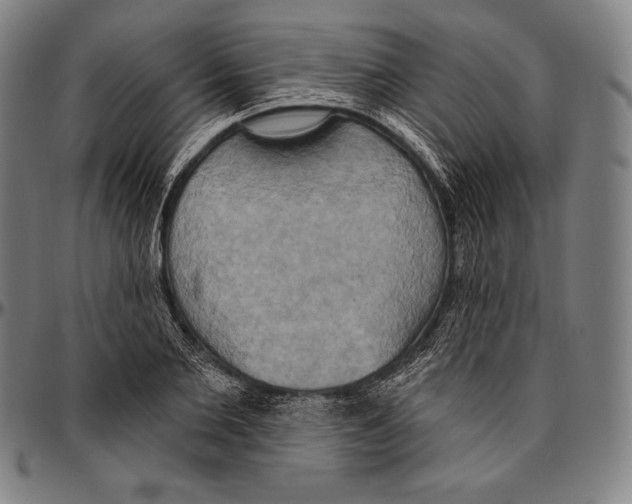 X0000096490885200802211235