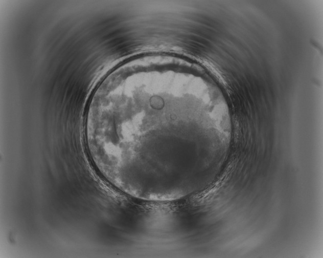 X0000096490895200802211235