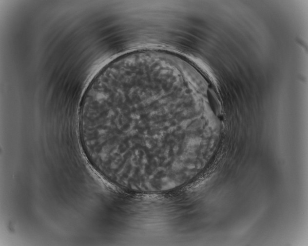 X0000096490903200802211235