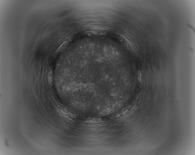 X0000096490915200802211234