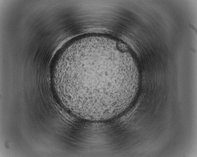 X0000096490923200802211234