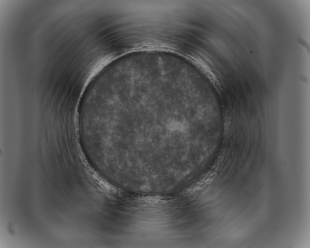 X0000096490990200802211233