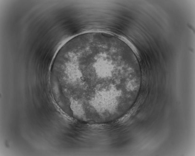 X0000096491004200802211233