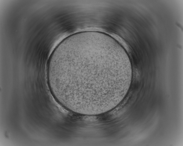 X0000096491006200802211233