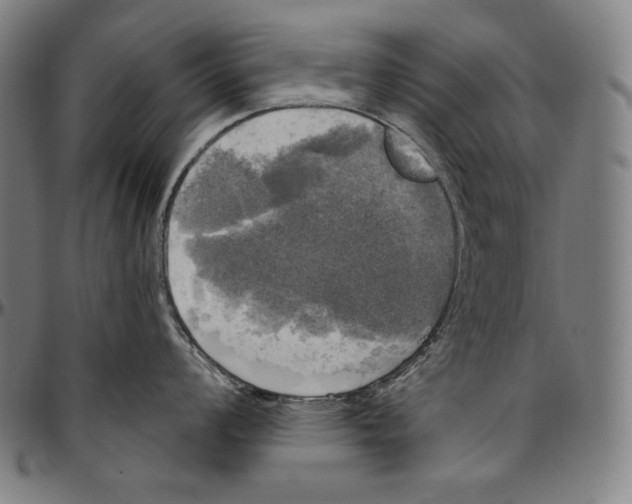 X0000096491008200802211233