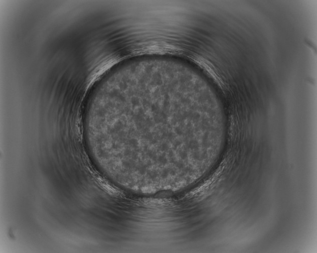 X0000096491018200802211232