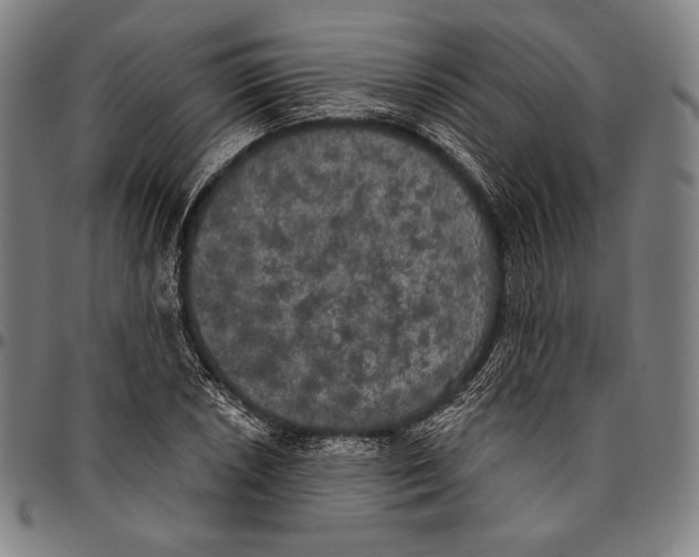 X0000096491026200802211233