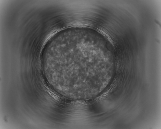 X0000096491027200802211233