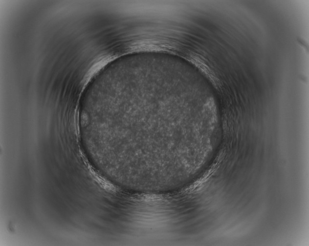 X0000096491030200802211233