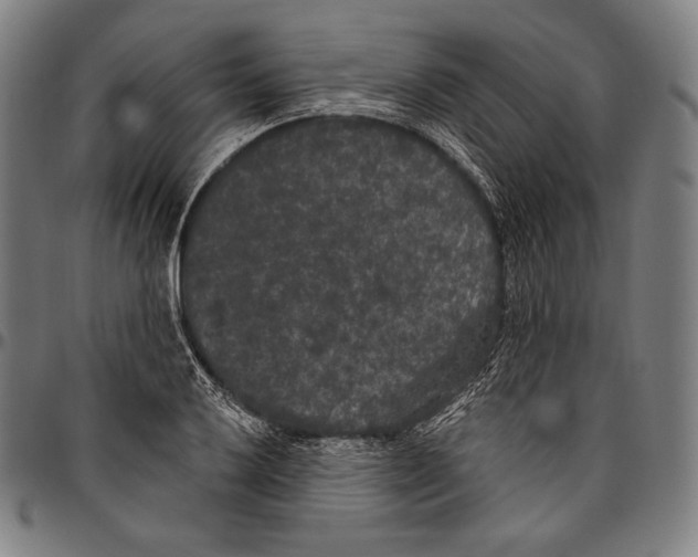 X0000096491032200802211233