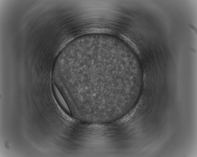 X0000096491033200802211233