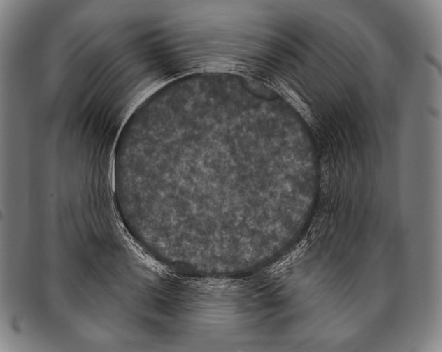 X0000096491036200802211233