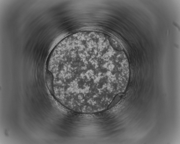 X0000096491050200802211233