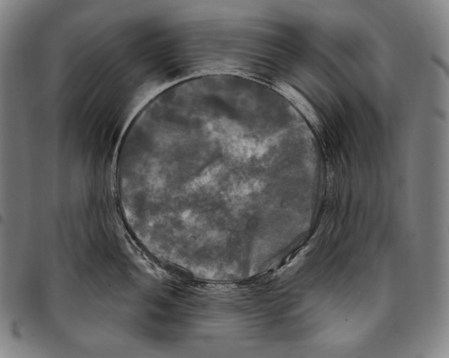 X0000096491052200802211233