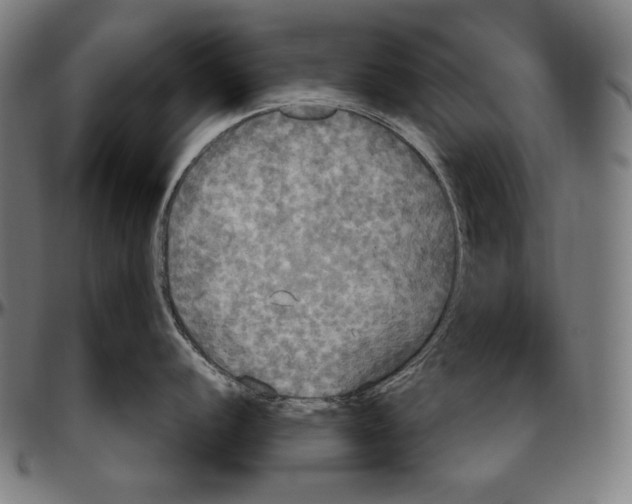 X0000096491056200802211233