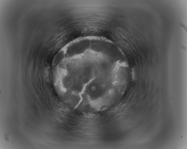 X0000096491059200802211232