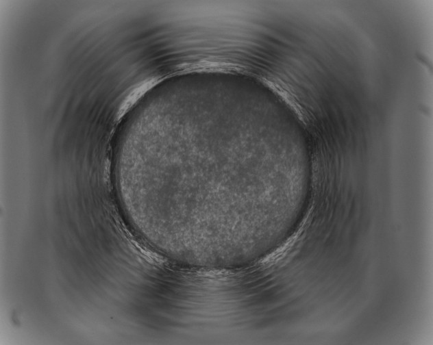 X0000096491066200802211232