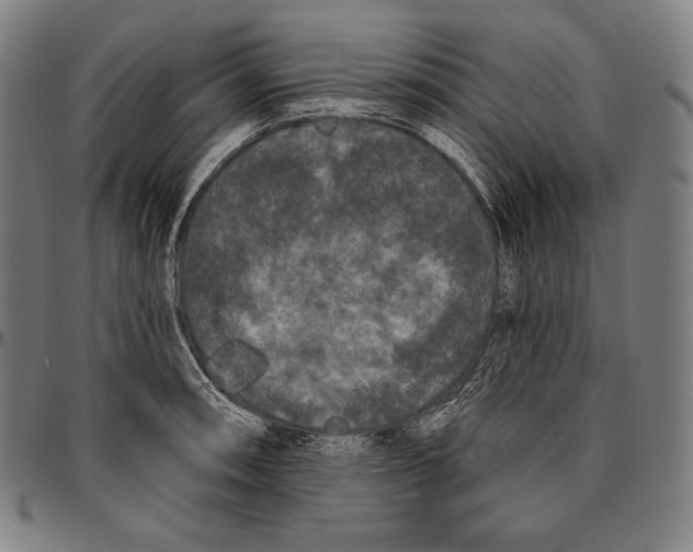 X0000096491090200802211232