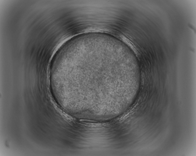 X0000096491124200802211231