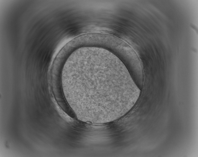 X0000096491152200802211232